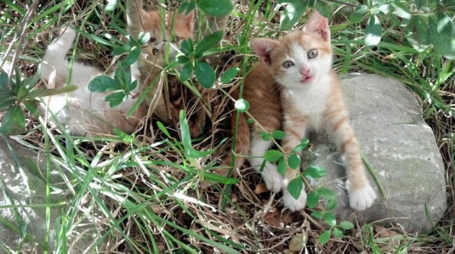 当戈贝尔的掌心覆盖天空，一场不存在的横扫如何诠释现代篮球的终极法则