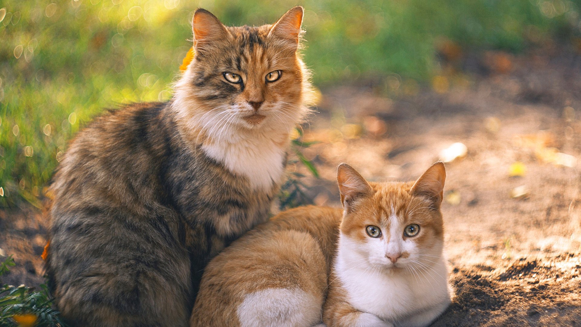 王座之战与黎明之光,当梅赛德斯踩碎法拉利王冠,周冠宇宣告新纪元