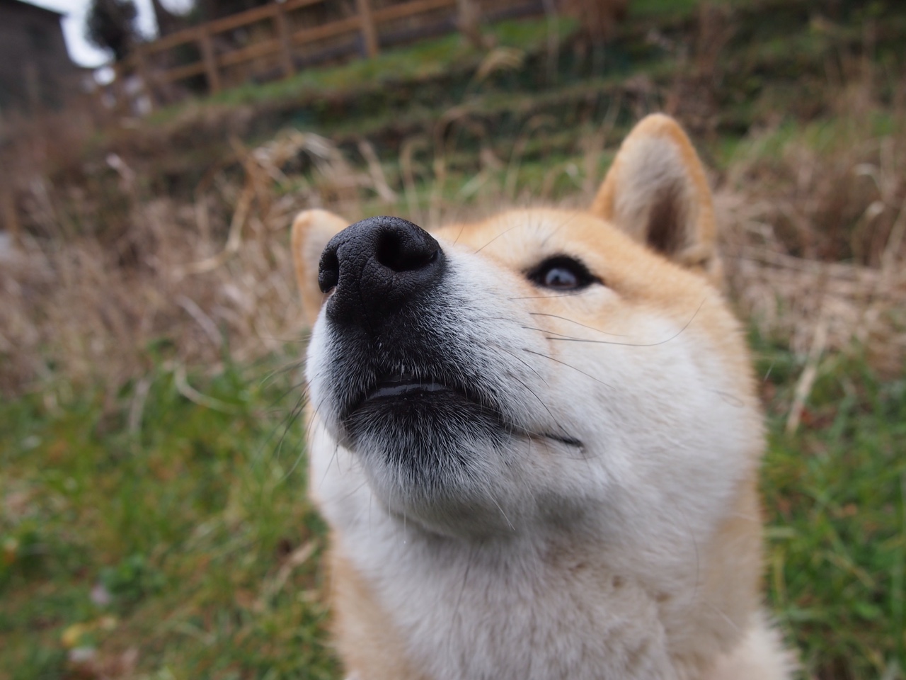 平行世界的碰撞，莫兰特降临CBA率吉林大胜山西