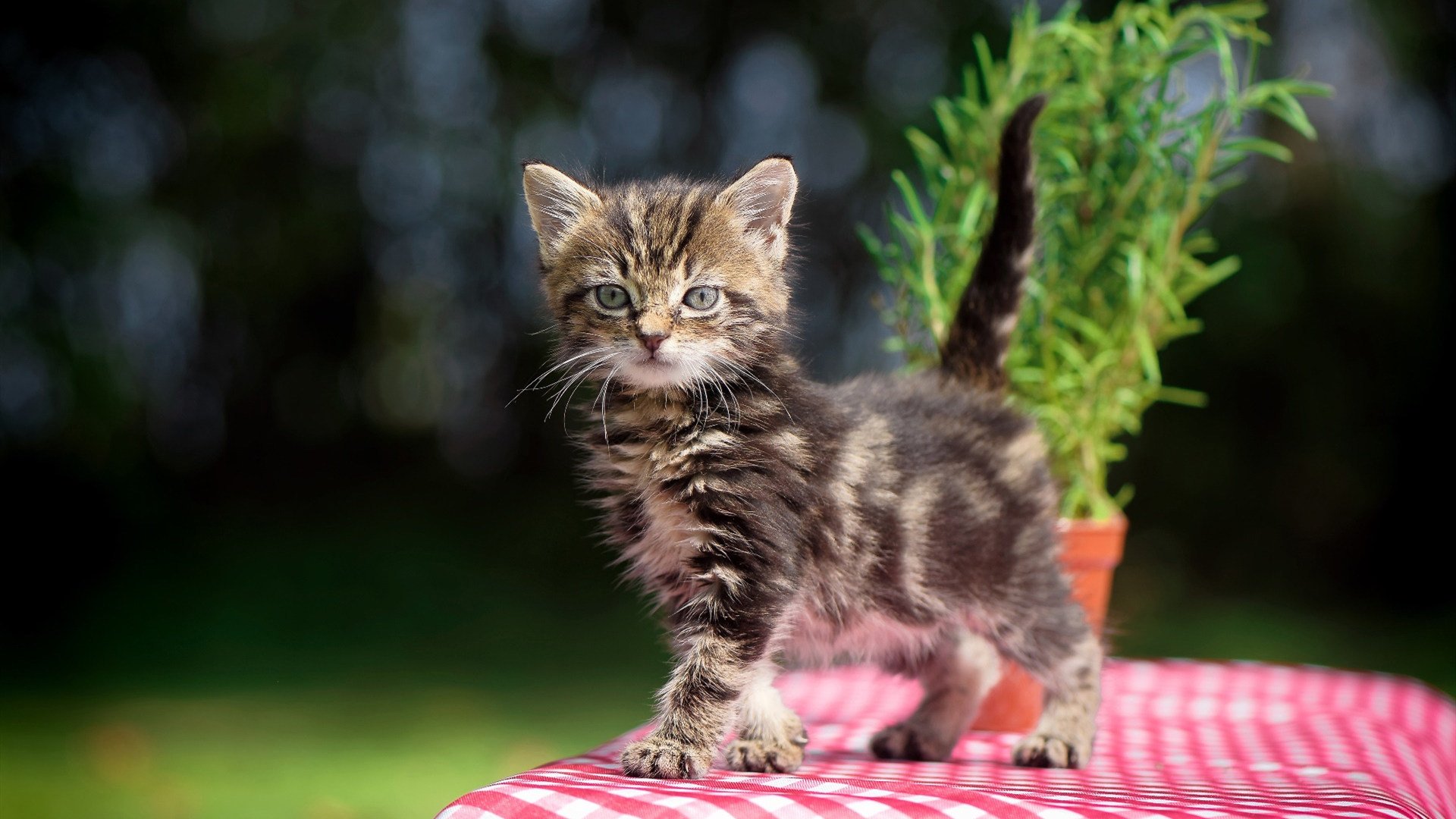 跨越大西洋的一击，卡瓦哈尔的进球如何重绘足球地理