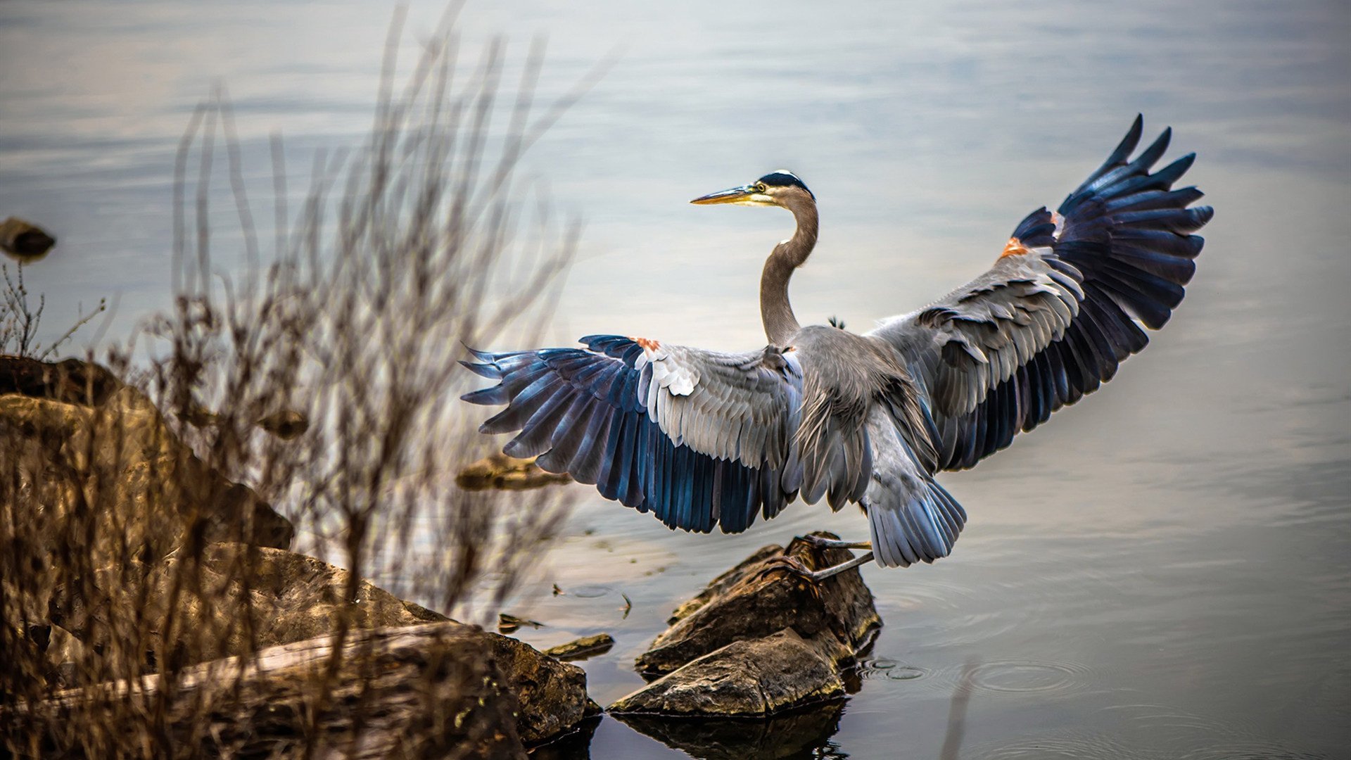 跨界闪耀，上海队单节轰垮雷霆，霍勒迪F1收官战上演终极接管