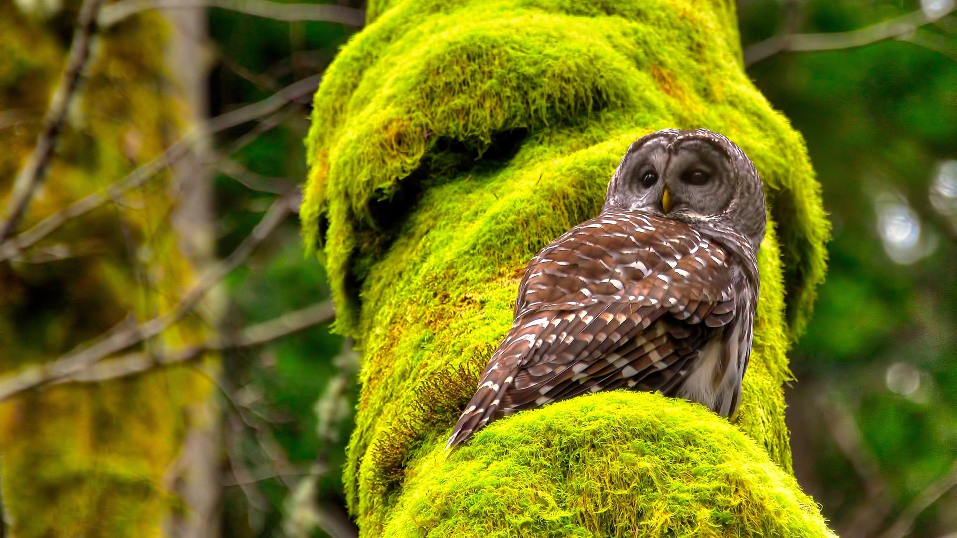 黑火箭撕裂雄狮之吼，加纳F1式碾压，塞内加尔争冠梦碎阿克拉赛道