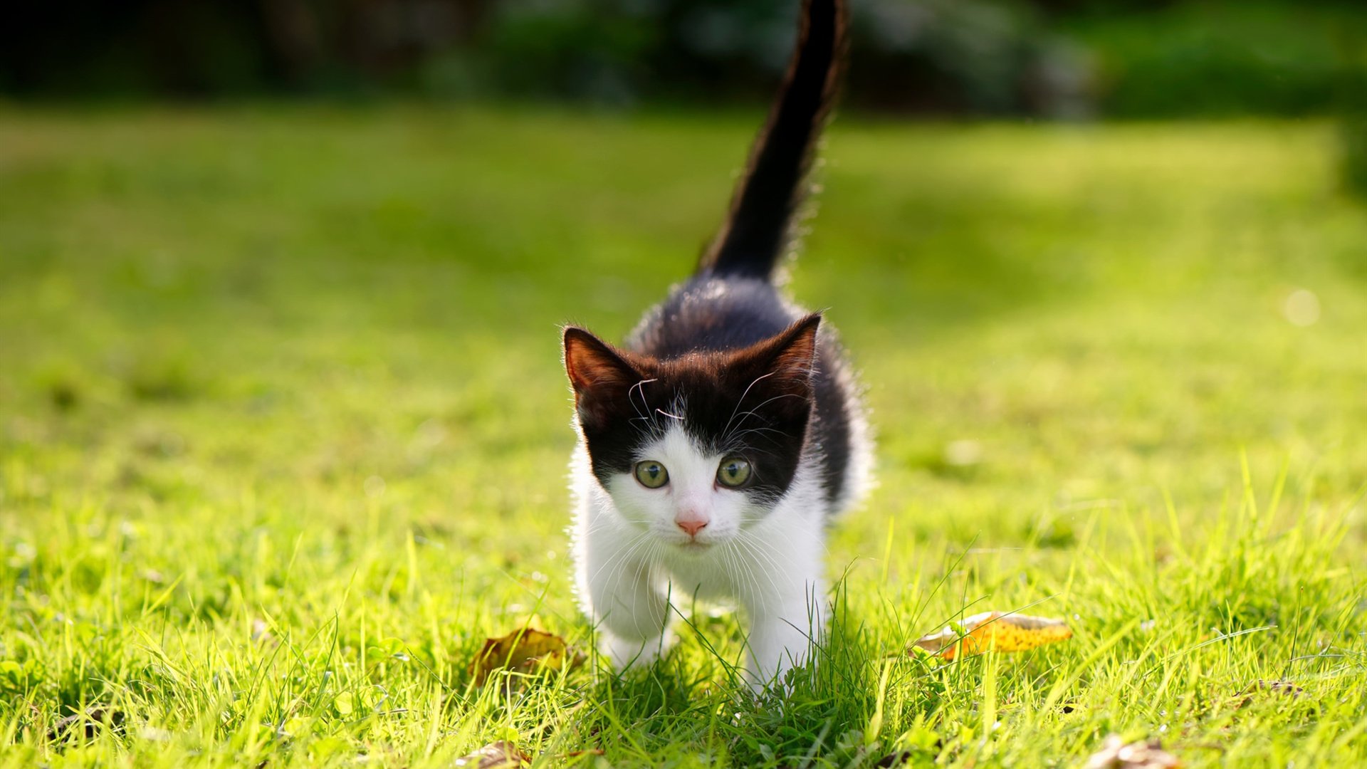 哈登化身无解方程式，马刺跨越大洋加时险胜辽宁