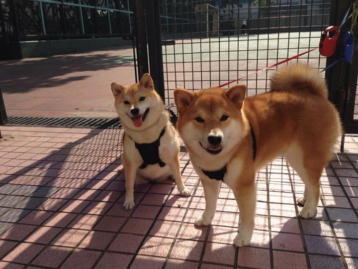 超越足球的油门，当卢卡库在巴林赛道接管比赛