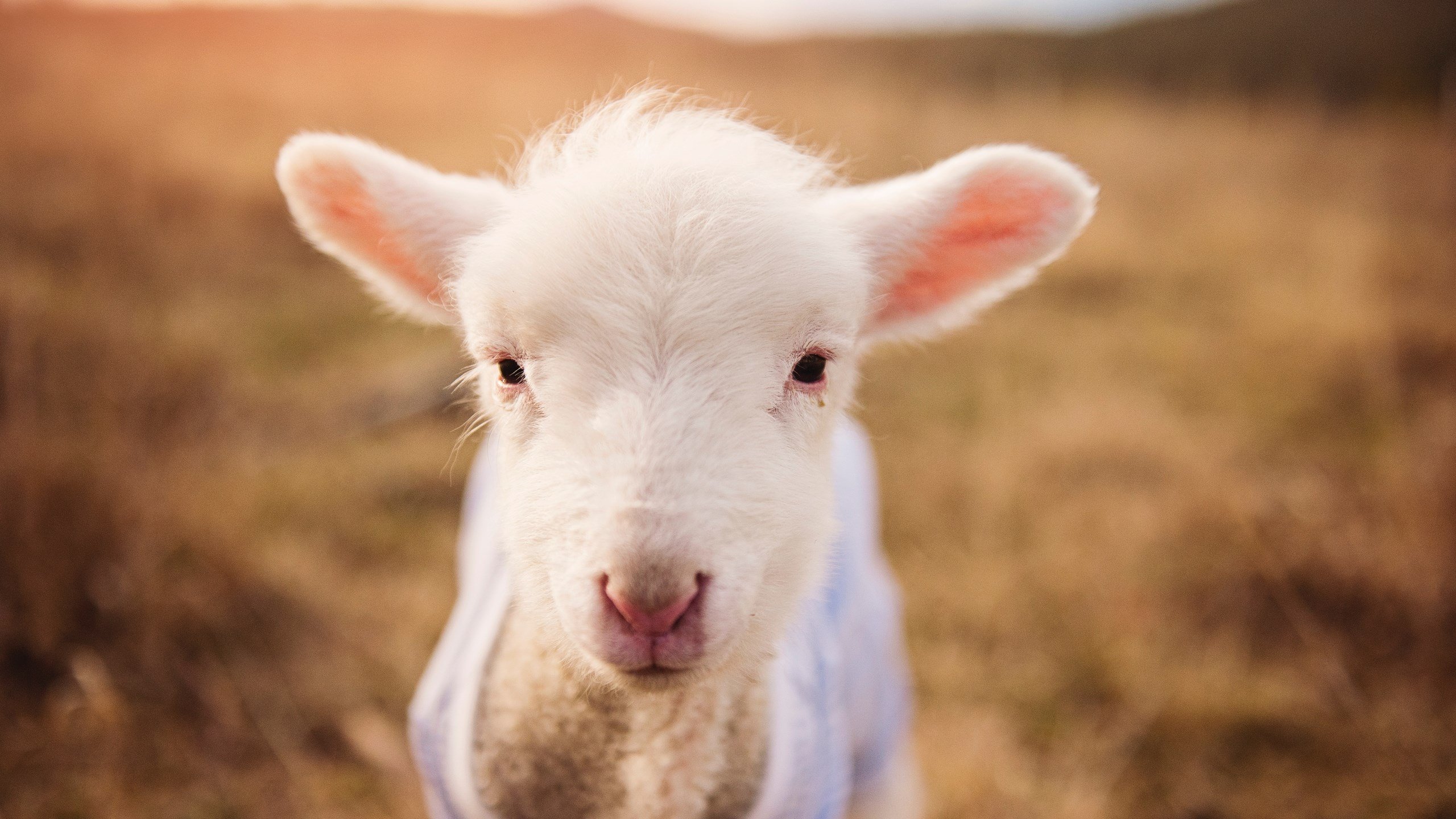 北非风暴席卷法兰西,罗德里戈弑杀旧主,摩洛哥巨人终结里昂王朝