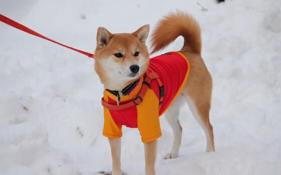 双面大场面，塔图姆个人传奇与马刺团队艺术的遥远对望