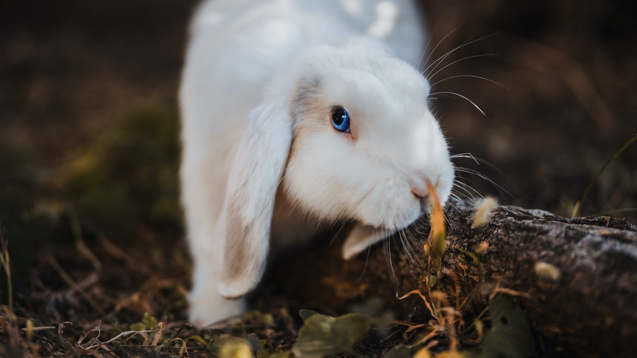 改写西部的剧本，福克斯爆发成关键先生，火箭窒息式压制终结勇士悬念