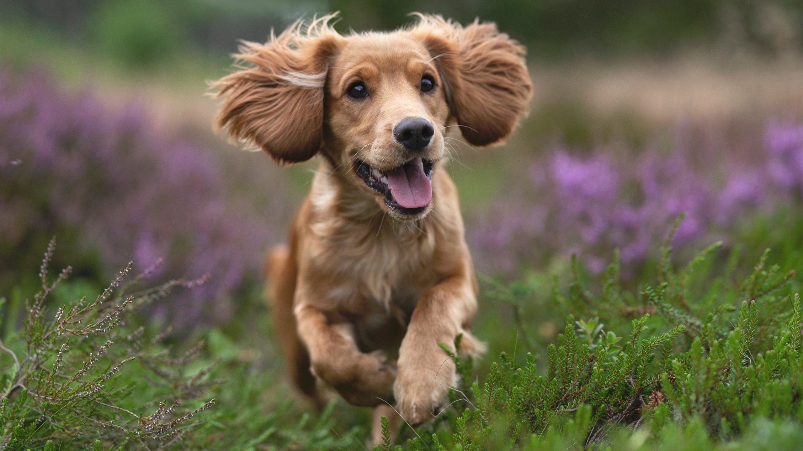 全面盘活罗马进攻线!奥利维拉传射建功,贝蒂斯后防难挡其锋芒