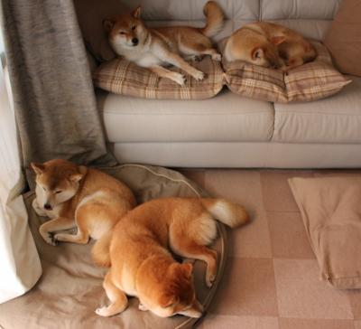 布鲁诺之夜，一射三传刷新队史，马竞旋风席卷比利时，欧洲震颤！