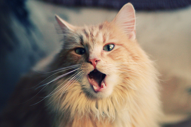 当唯一成为准则,体育终极时刻的残酷与诗意