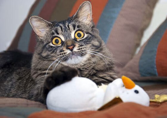 末节狂飙!厄瓜多尔新星欧冠半决赛绝杀,拉齐奥主场饮恨