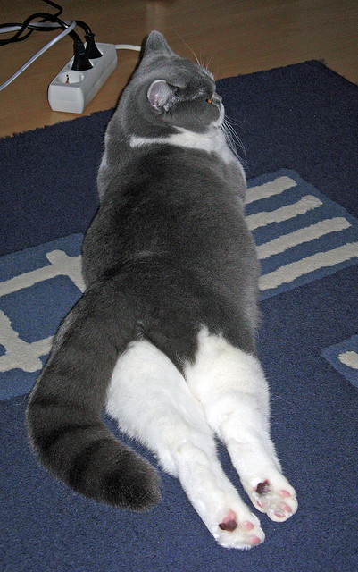 篮网速胜猛龙，武切维奇29分大逆转成唯一关键先生