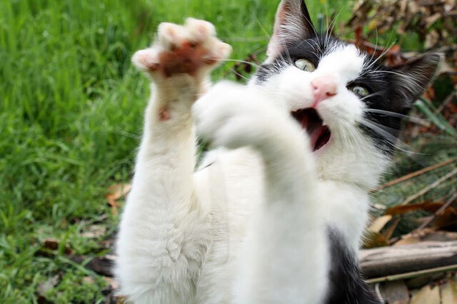 时空裂缝中的篮球对决，拉梅洛·鲍尔如何在平行宇宙中征服新疆队