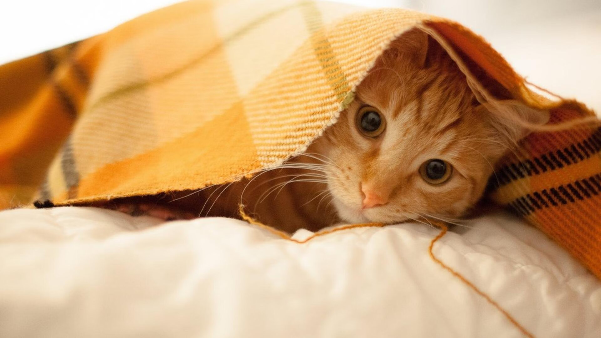 布鲁诺最后生机救主！爱尔兰生死战取胜瑞典保留晋级希望