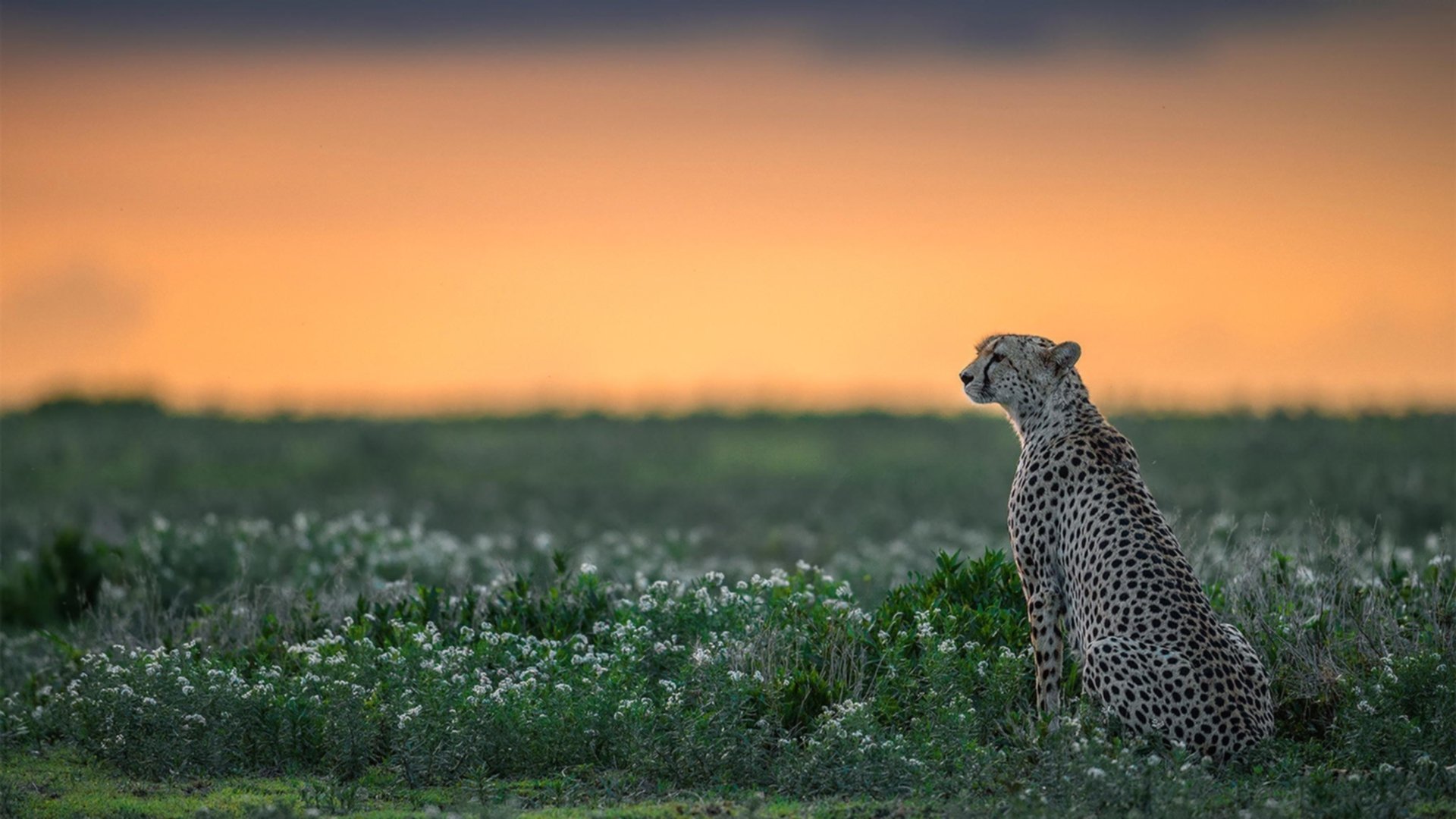 铁壁戈贝尔封杀恩比德，骑士斩落76人迎争冠关键胜