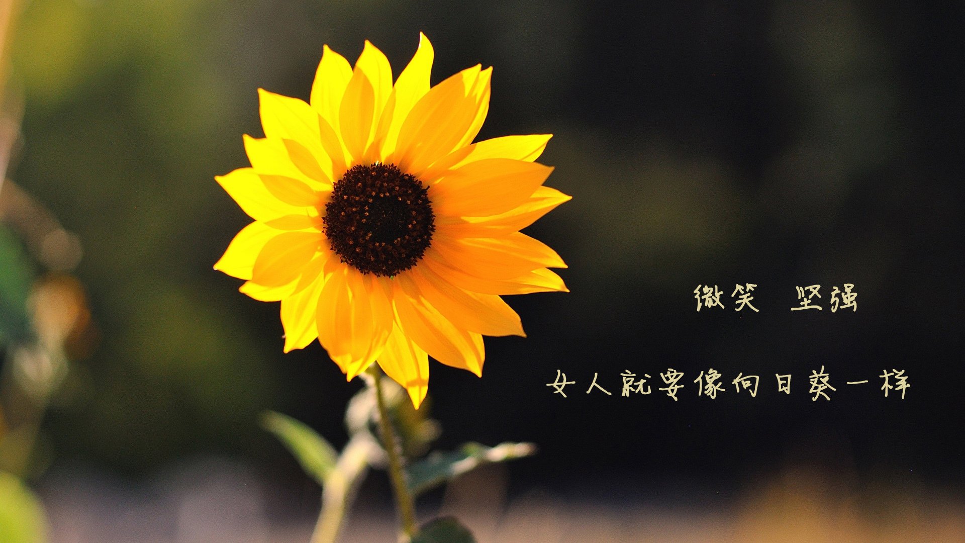 寒冰之刃，2026世界杯F组焦点战，冰岛如何用冷血反击刺穿比利时黄金一代